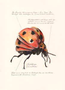 Jonas Falck – a rejected explorer’s observations: nyckelpiga