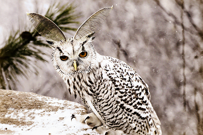 Found and constructed slides of nature: bubo scandiacus