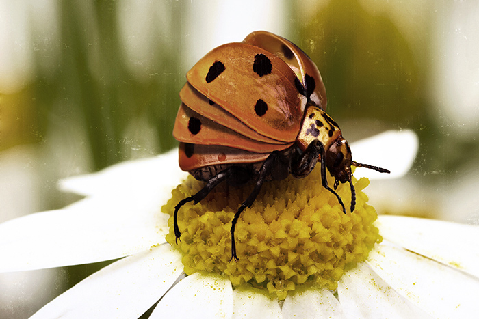 Found and constructed slides of nature: coccinellidae