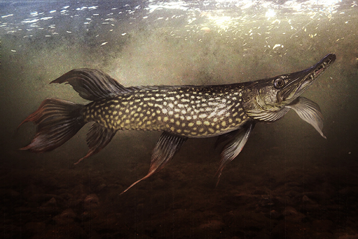 Found and constructed slides of nature: esox lucius