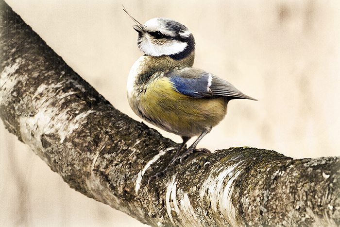 Found and constructed slides of nature: parus caeruleus